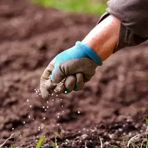 Fertilization
