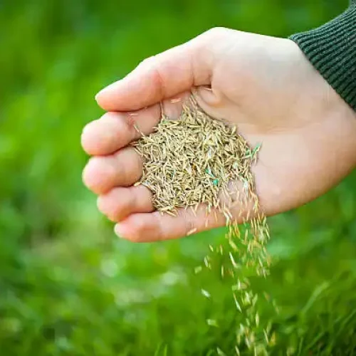 Grass Seeding