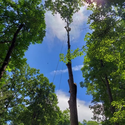 Vazquez Landscaping (34)